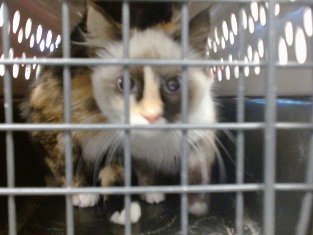 A468485 - Domestic Short Hair available for adoption