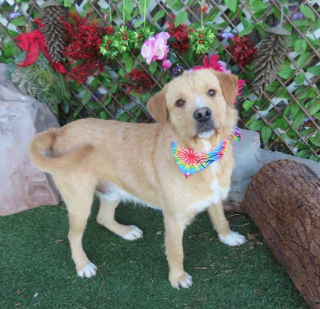 THEO - Terrier available for adoption