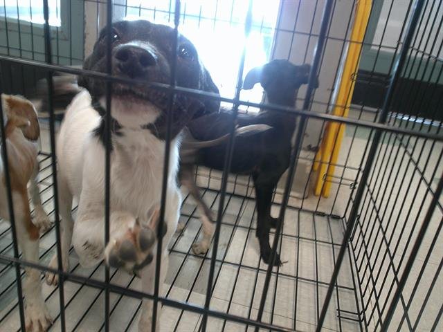 A467759 - Whippet available for adoption