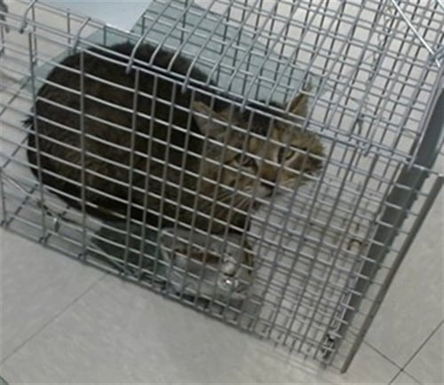 A471718 - Domestic Short Hair for adoption in Oklahoma City