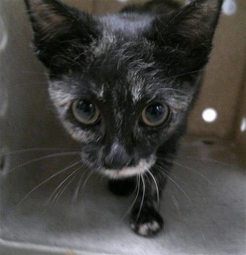 DUMPLING - Domestic Short Hair for adoption in Oklahoma City