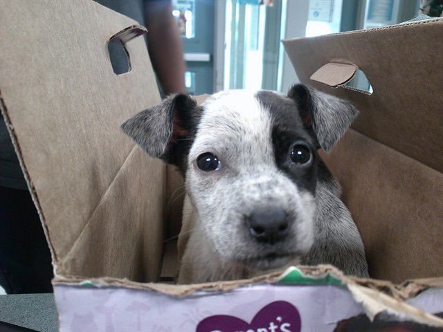 A467193 - Australian Cattle Dog/Blue Heeler available for adoption