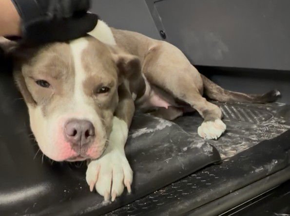 TWILIGHT - Pit Bull Terrier available for adoption