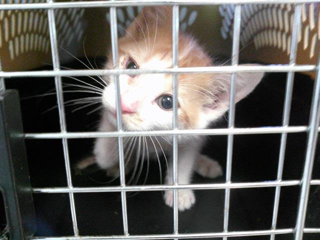 A467825 - Domestic Short Hair available for adoption