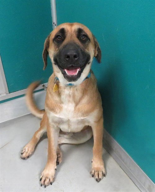 WALDO - Black Mouth Cur available for adoption