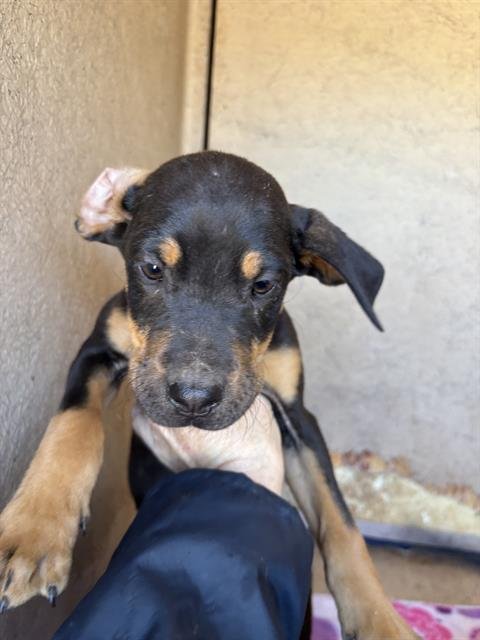 A468415 - Cane Corso Mastiff available for adoption