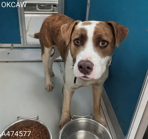 A474577 - Pit Bull Terrier available for adoption
