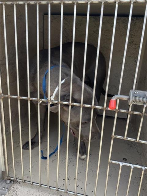 SVEDKA - American Pit Bull Terrier available for adoption