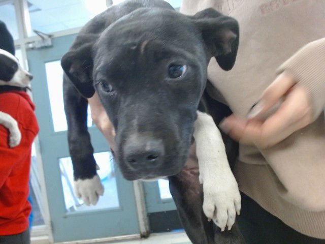 A468676 - American Pit Bull Terrier available for adoption