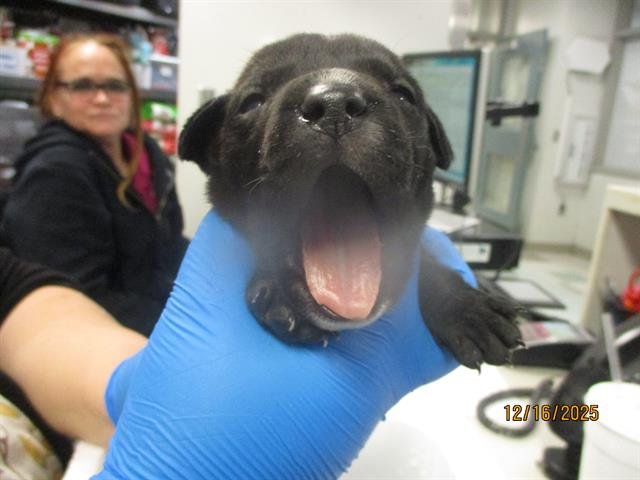 VALENTINO - American Pit Bull Terrier available for adoption