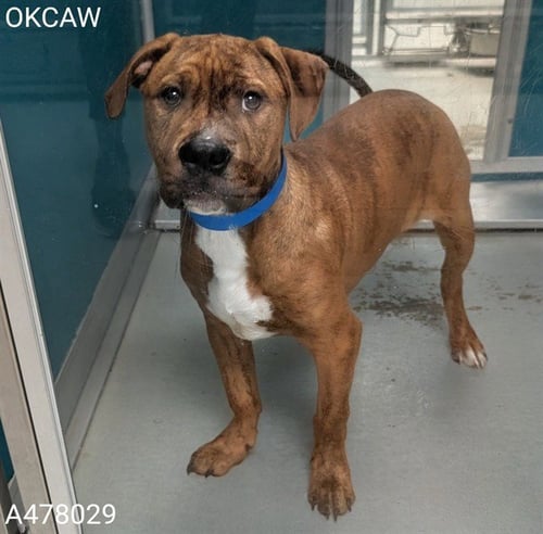 A478029 - Staffordshire Bull Terrier available for adoption