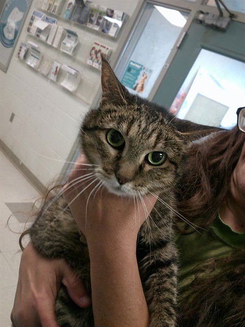 THUMPER - Domestic Short Hair available for adoption