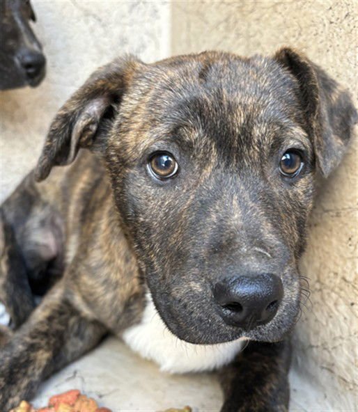 A467772 - Staffordshire Bull Terrier available for adoption