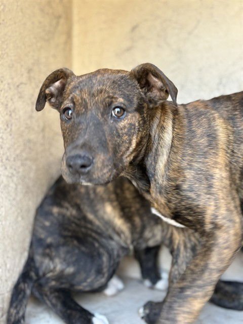 A467771 - Staffordshire Bull Terrier available for adoption