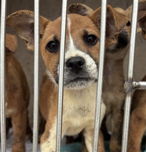 A474861 - Terrier available for adoption