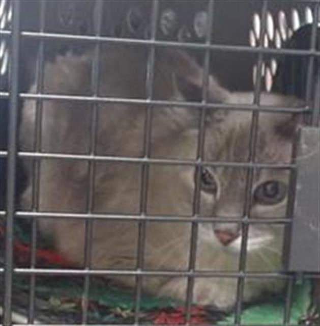 SISSY - Domestic Short Hair available for adoption