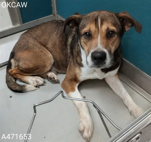 OTTO - Hound available for adoption