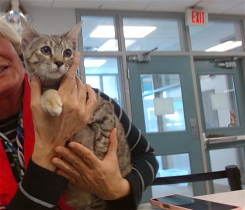 A474080 - Domestic Short Hair available for adoption