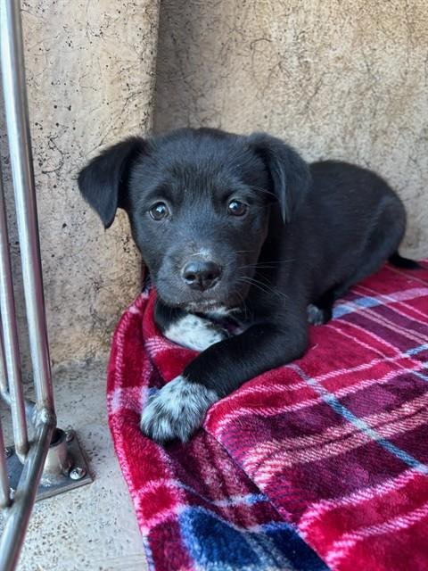 A468352 - Australian Cattle Dog/Blue Heeler available for adoption