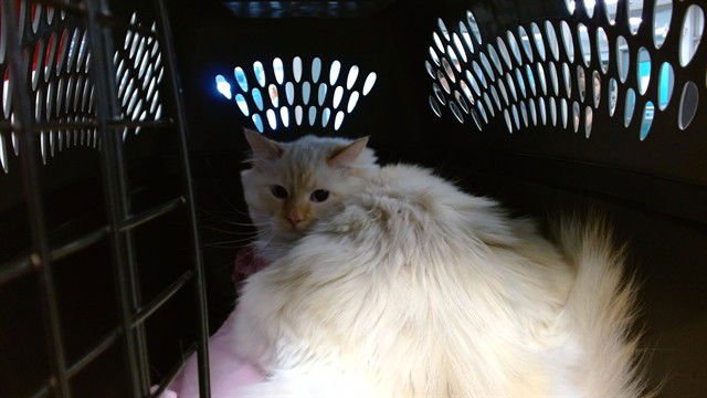 A469582 - Domestic Long Hair available for adoption