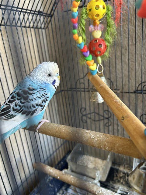 A470100 - Parakeet - Other available for adoption
