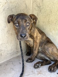 DIXIE - Photo 1