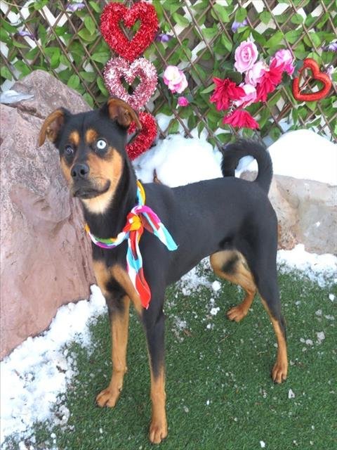 MARVEL - Rottweiler available for adoption