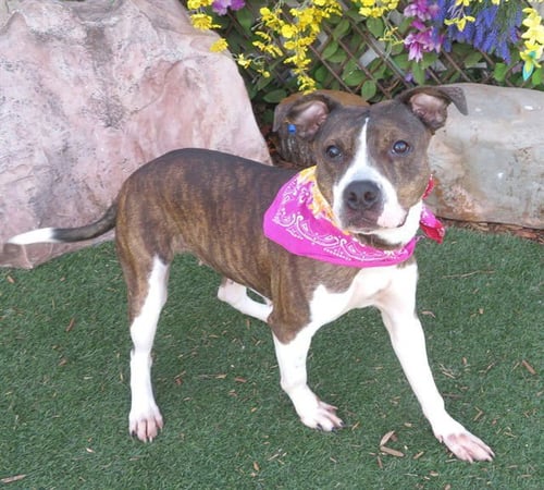 SASHA - Pit Bull Terrier available for adoption