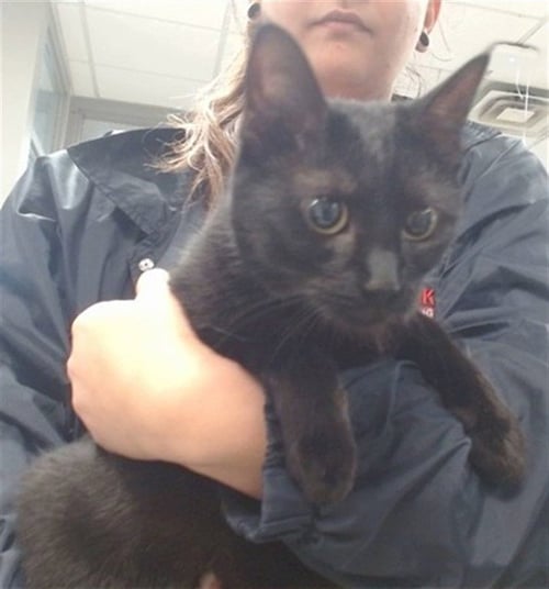 BERTHA - Domestic Short Hair for adoption in Oklahoma City