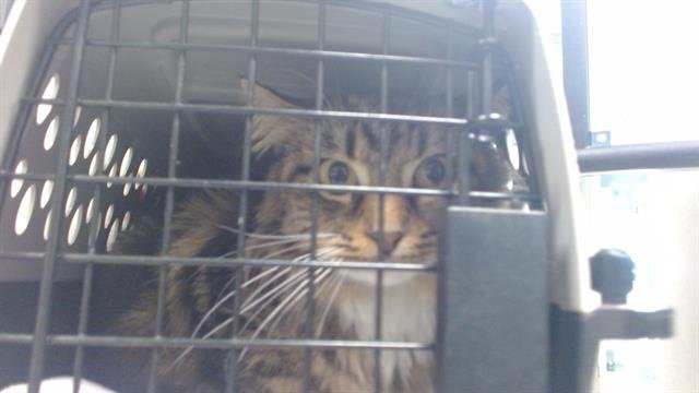 A469045 - Domestic Long Hair available for adoption