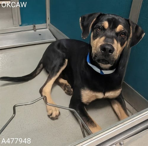 KING - Hound available for adoption