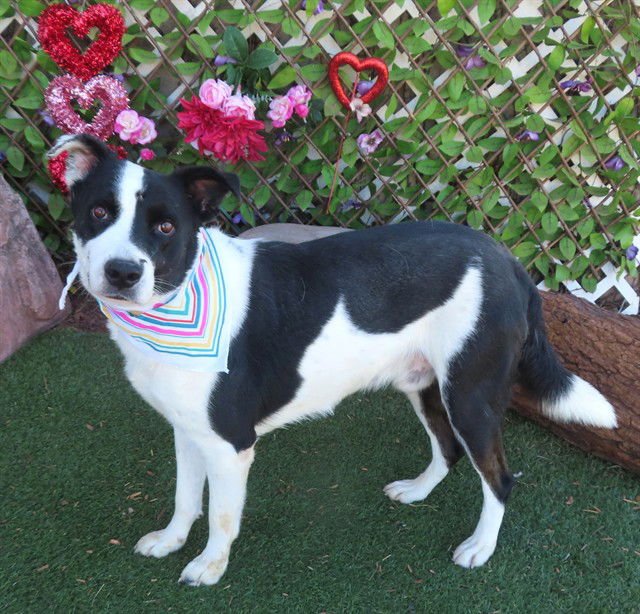 SPENCER - Border Collie available for adoption