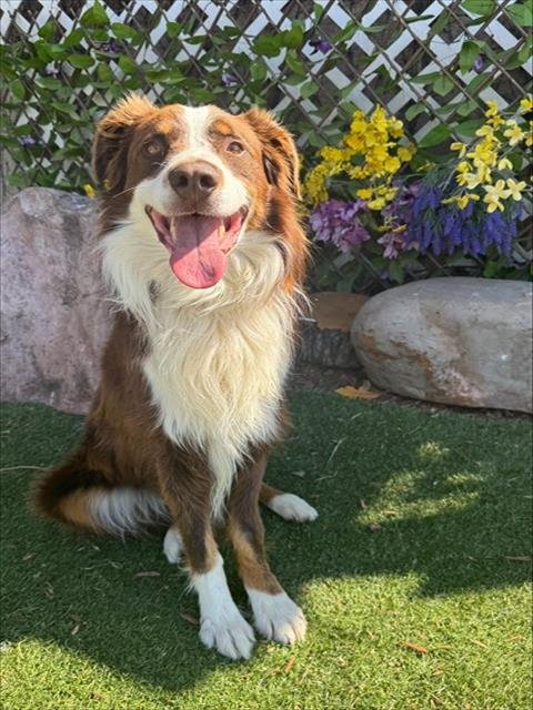TEDDY - Australian Shepherd available for adoption