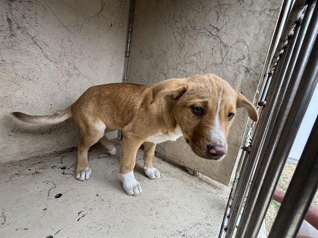 A468482 - Hound available for adoption