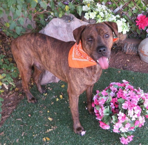 ZACHARY - Plott Hound / Mastiff available for adoption