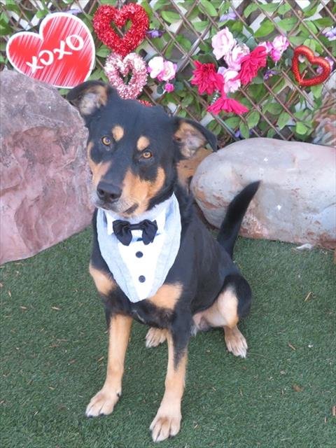 BLESS - Rottweiler available for adoption