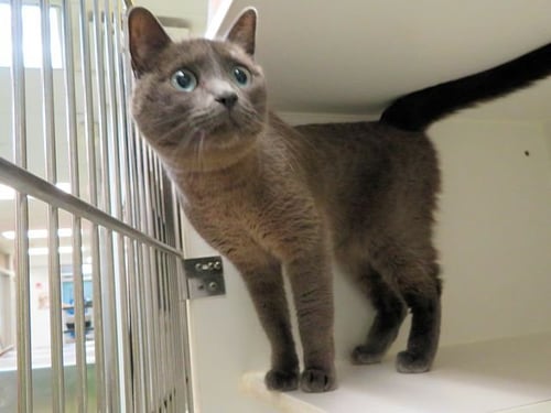 WINONA - Domestic Short Hair available for adoption