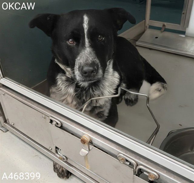A468399 - Border Collie available for adoption
