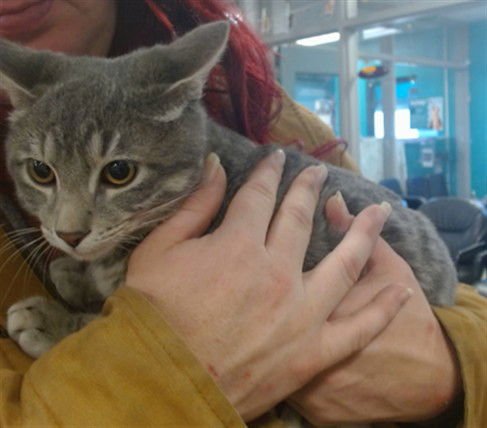 A469259 - Domestic Short Hair available for adoption