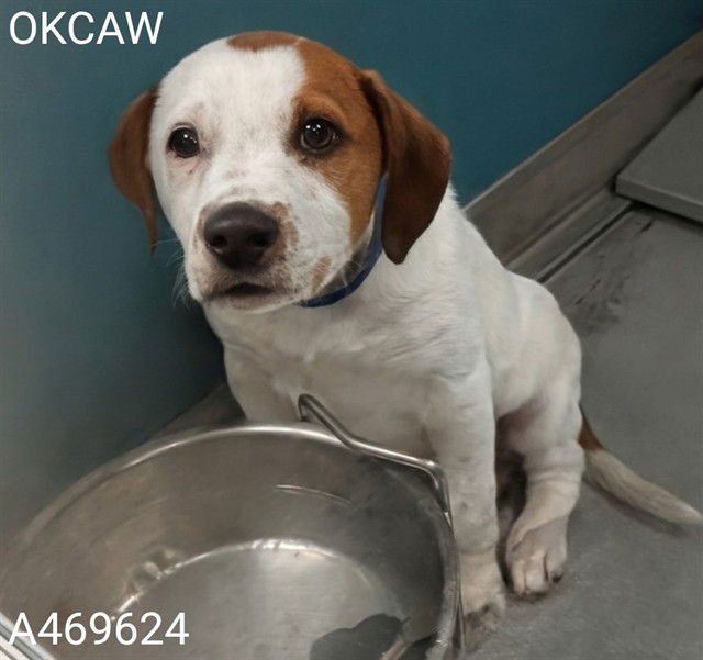 A469624 - Hound available for adoption