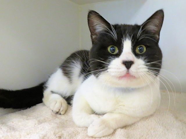 A468302 - Domestic Short Hair available for adoption