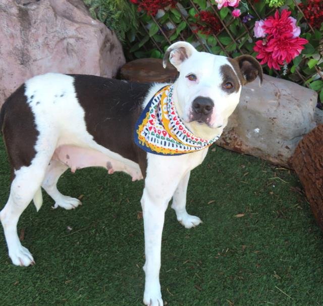 TIPSY - American Pit Bull Terrier available for adoption