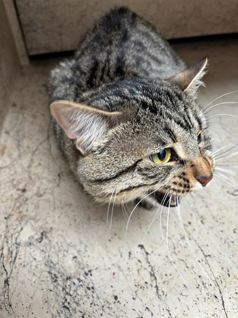 A474003 - Domestic Short Hair for adoption in Oklahoma City