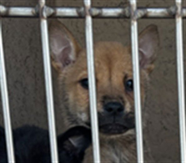 THELMA - Chow Chow available for adoption