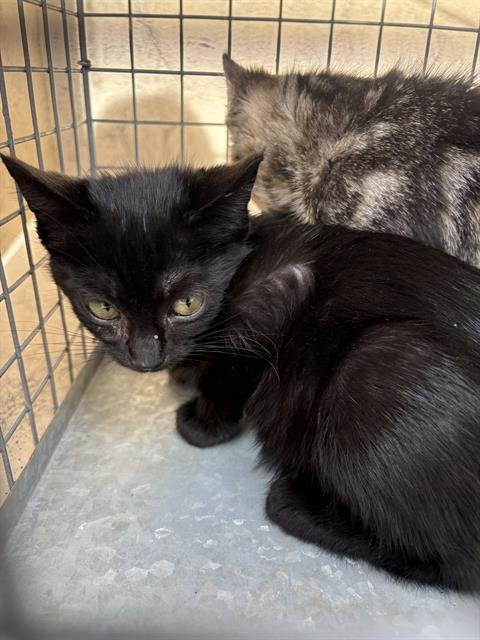 A467034 - Domestic Short Hair available for adoption