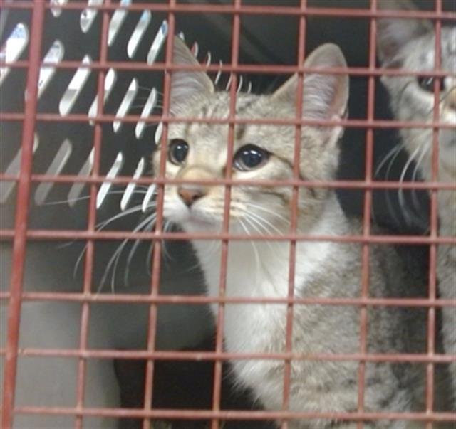 A469072 - Domestic Short Hair available for adoption