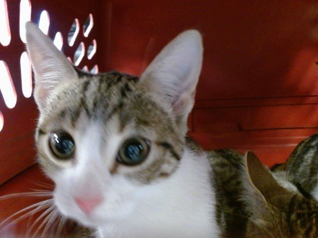 A468981 - Domestic Short Hair available for adoption