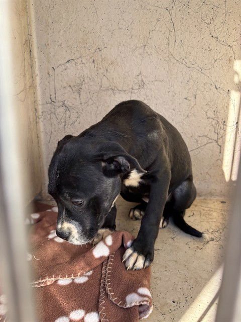 A468794 - Pit Bull Terrier available for adoption