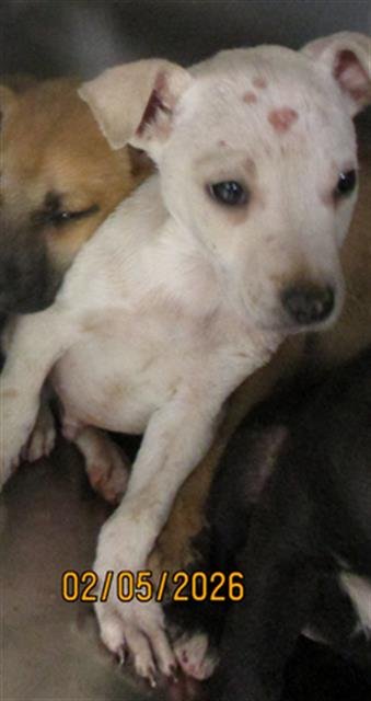 A469383 - Pit Bull Terrier available for adoption
