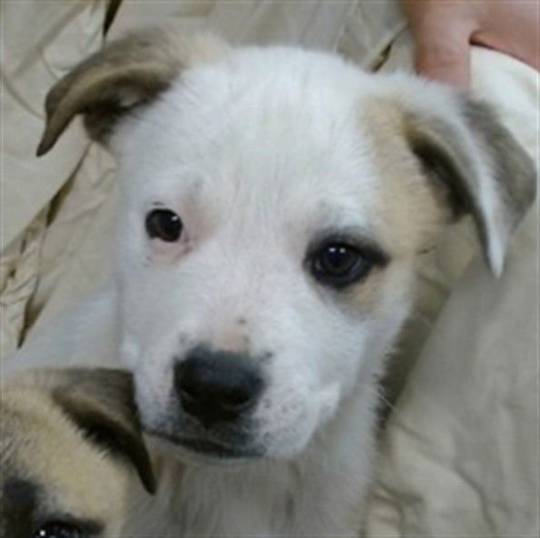 A468604 - Anatolian Shepherd available for adoption
